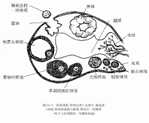 女性卵泡1.9*1.6正常吗