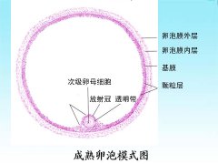 引起卵泡成熟激素偏高的原因是什么