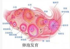 做好卵泡监测，实现优生优育