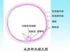 没有优势卵泡会怀孕吗?