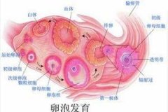 排卵期是什么时候？