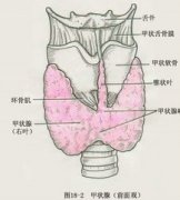 甲状腺体功能五项是什么呢?