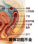 促黄体生成素是什么?