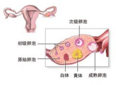 卵泡黄素化是怎么一回事呢?