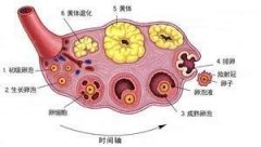 没卵泡是怎么一回事呢?