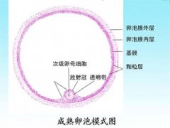 促卵泡生成素是怎么一回事呢?