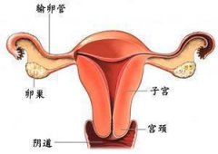 小心睾酮偏高来袭