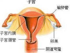 子宫内膜脱落是怎么一回事呢?