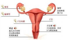 专家解析：子宫积液