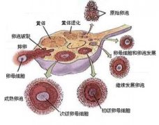 卵泡一天能长多大呢?