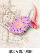 如何才能有优势卵泡呢?