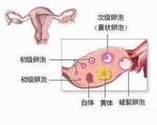 如何有效促进排卵