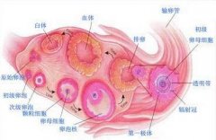 什么是优势卵泡