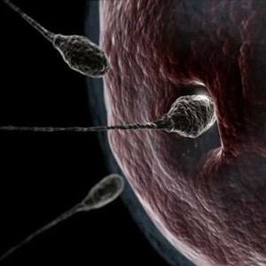 抗精子抗体阳性的原因