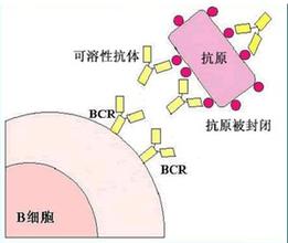 抗心磷脂抗体检查多少钱