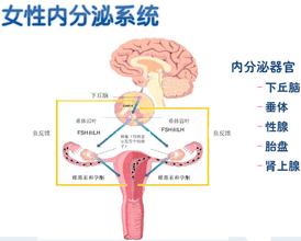 内分泌失调不排卵