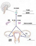 治疗高泌乳素血症有哪几种方法