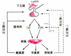 导致雌二醇降低的病因有哪些？