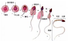 精子活力差怎么检查
