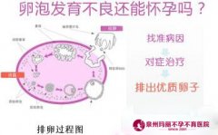 卵泡异常也能不孕？